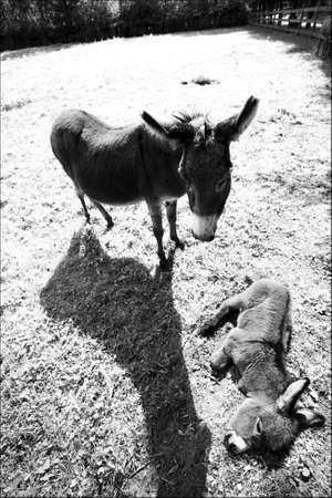 donkey mother with sleeping の写真素材