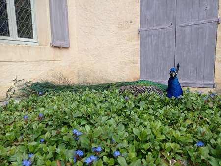 Marqueyssac, France - July 3, 2020: Peacock lying down at Garden Topiary at Jardins de Marqueyssac in Dordogne PÃ©rigordのeditorial素材
