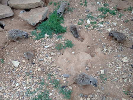 SAINT-AIGNAN, FRANCE - July 1, 2020: meerkat at Beauval Zoo.のeditorial素材