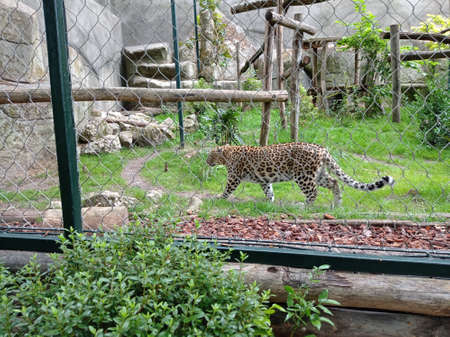 SAINT-AIGNAN, FRANCE - July 1, 2020: panther at Beauval Zoo.のeditorial素材