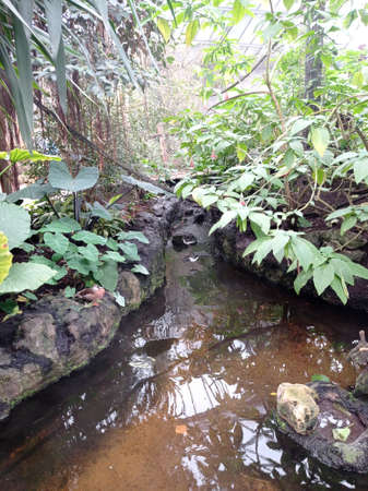 SAINT-AIGNAN, FRANCE - July 1, 2020: Natural jungle animal enclosure at Beauval Zoo.のeditorial素材