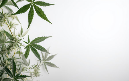 Cannabis leaves on white background with copy space, top viewの素材