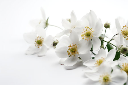 White flowers of anemone on a white background. Studio photography.の素材