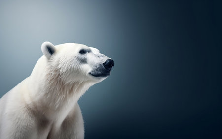 Polar bear on dark blue background. Studio shot. Copy-space.の素材