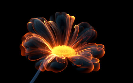 Flower of chrysanthemum isolated on black background.の素材