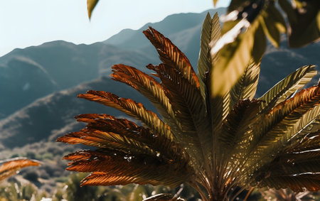 Close up of the leaves of a palm tree on a sunny dayの素材