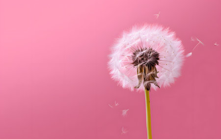 Dandelion flower on a pink background with copy space for textの素材