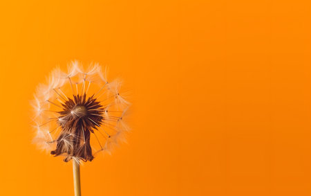 Dandelion on orange background with copy space for your text.の素材