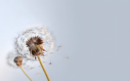 Dandelion seeds on white background. Close-up. Copy-space.の素材