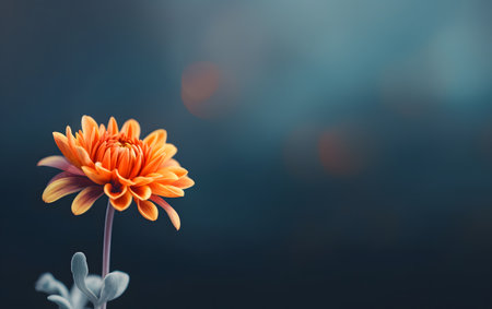 Beautiful orange chrysanthemum flower on a dark backgroundの素材