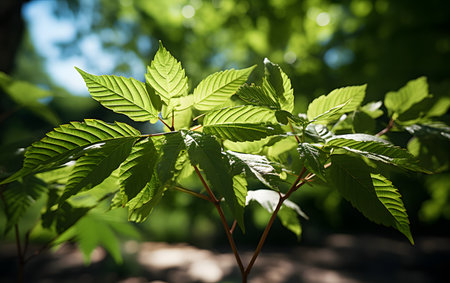 Green leaves of chestnut tree in the forest. Shallow depth of fieldの素材