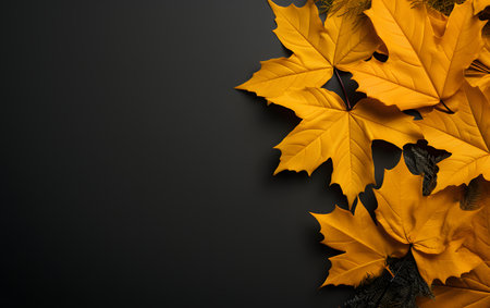 Autumn maple leaves on black background. Top view with copy spaceの素材