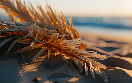 Sunset on the beach with dry grass, shallow depth of fieldの素材