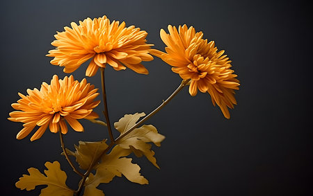 Yellow chrysanthemum flowers on a black background. Place for text.の素材