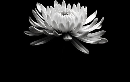 White chrysanthemums isolated on black background. 3d renderingの素材