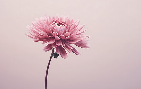 Pink chrysanthemum on a pink background. Toned.の素材