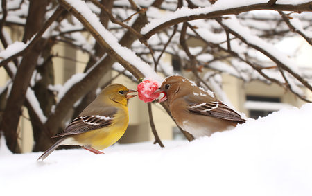 Close up small multicolored birdsの素材