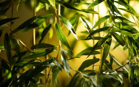 Bamboo leaves on a yellow background, close-up, verticalの素材