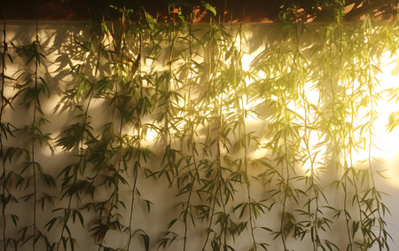 Bamboo leaves in the light of the setting sun. Natural background.の素材