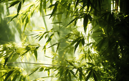 Bamboo leaves in the morning sunlight. Natural background for design.の素材