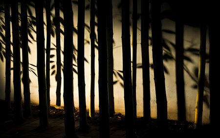 bamboo forest in the morning, silhouette of bamboo forest in the morningの素材