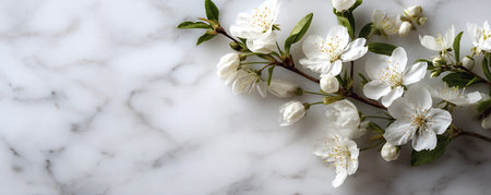 Flowering branch of cherry on a white marble background, top viewの素材