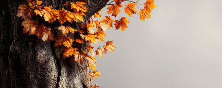 Autumn maple leaves on a tree against a gray background with copy spaceの素材
