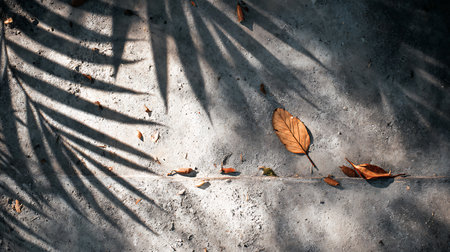leaf shadow on cement floor with shadow of palm leaf on the wallの素材