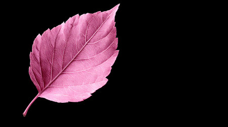 Marian plum fruit on tree isolated on black background, clipping pathの素材