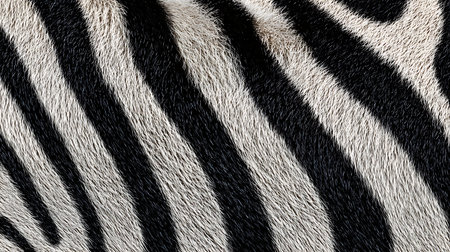 Zebra skin close-up. Abstract background and texture for design.の素材