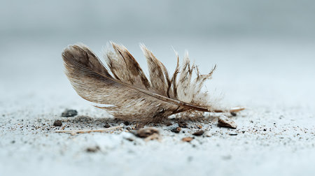 feather of a bird on a concrete background. macro. selective focusの素材