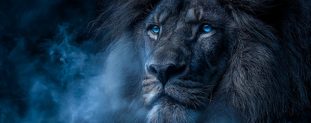 Portrait of a male lion with blue eyes in the smoke.の素材
