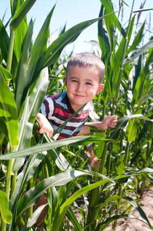 Little boy hide in corn thicketの写真素材