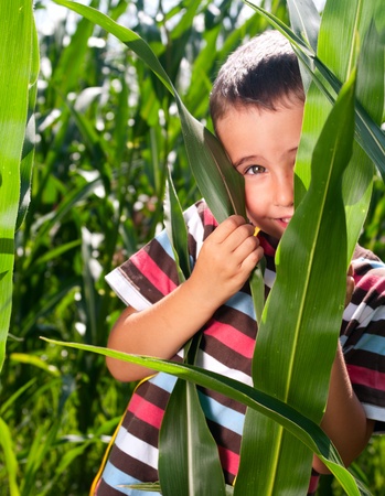 Little boy hide in corn thicketの写真素材