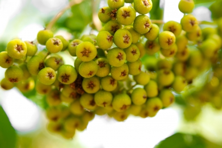 Arrow wood green berries closeup shallow dof 