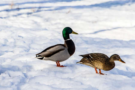 Wild ducks in winter on a snow background. A flock is looking for food.の写真素材