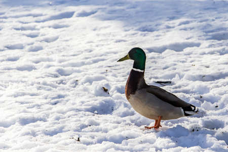 Wild ducks in winter on a snow background. A flock is looking for food.の写真素材