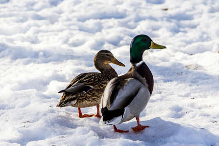 Wild ducks in winter on a snow background. A flock is looking for food.の写真素材