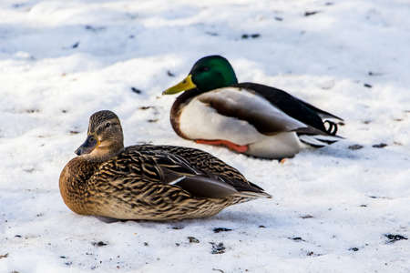 Wild ducks in winter on a snow background. A flock is looking for food.の写真素材