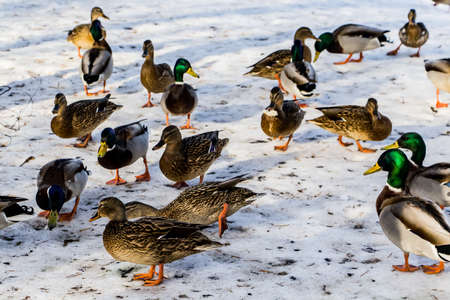 Wild ducks in winter on a snow background. A flock is looking for food.の写真素材