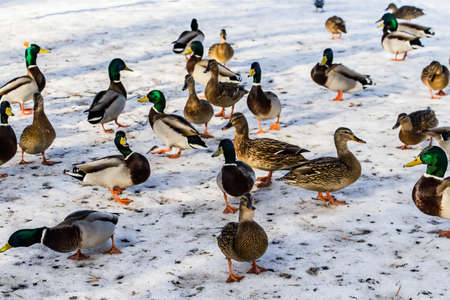 Wild ducks in winter on a snow background. A flock is looking for food.の写真素材