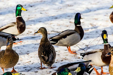 Wild ducks in winter on a snow background. A flock is looking for food.の写真素材