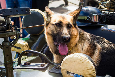 Military shepherd with tongue hanging out against the background of an old motorcycle.の写真素材
