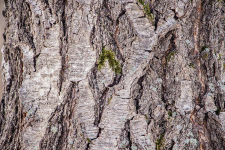 Background of natural tree barkの写真素材