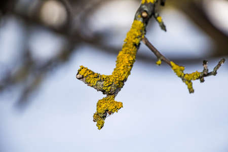 Lichen on a tree branch close-up. Green moss on the branchesの写真素材