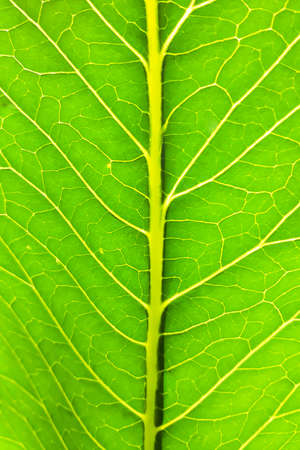 Streaks on a green leaf close-upの写真素材