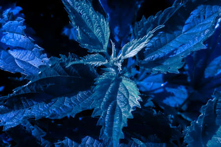 Closeup blue plant, trend of the yearの写真素材