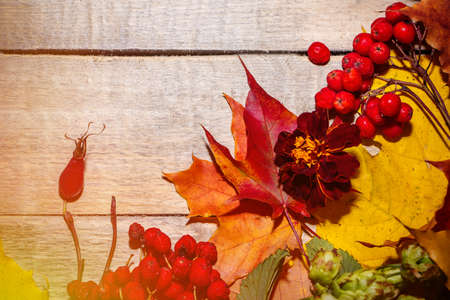 Autumn composition of leaves and berries on a light wooden background. Place for your text, frame from plants.の写真素材