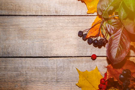 Frame from plants, autumn composition of leaves and berries on a light wooden background. Place for your textの写真素材