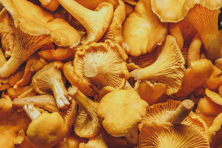 Fresh chanterelle mushrooms for cooking closeup.